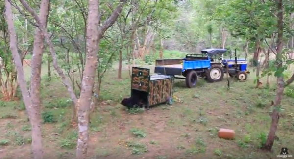 The bear cub is released. (Photo courtesy of Wildlife SOS/YouTube)