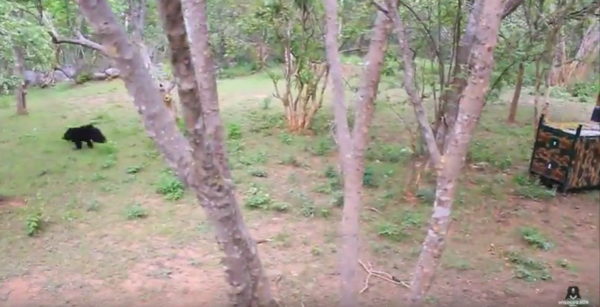 The bear cubs heads back home. (Photo courtesy of Wildlife SOS/YouTube)