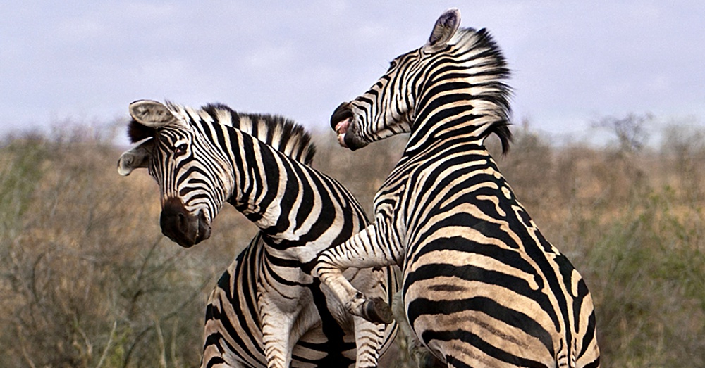 Zebra1_1000x523