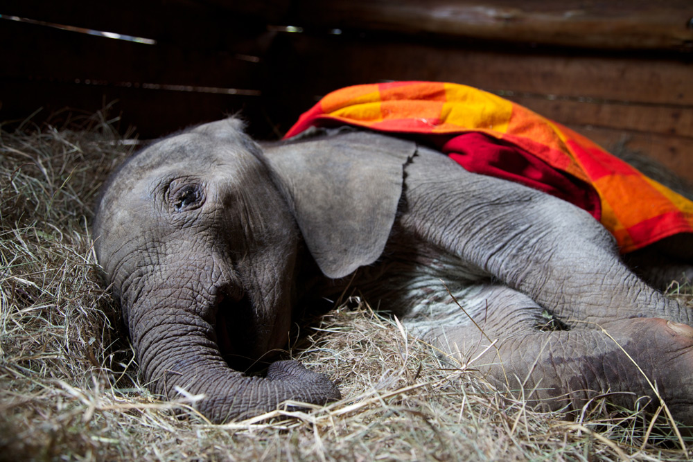 The David Sheldrick Wildlife Trust