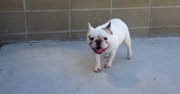 Source: Denver Animal Shelter