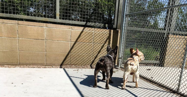 Source: Denver Animal Shelter