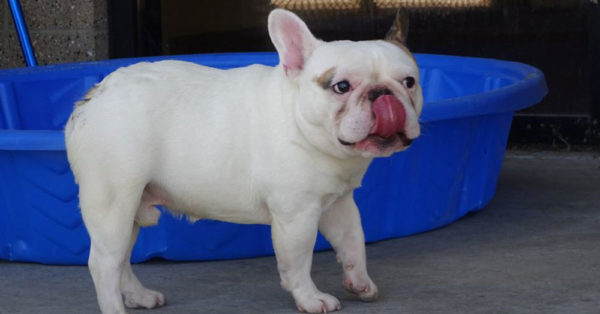 Source: Denver Animal Shelter