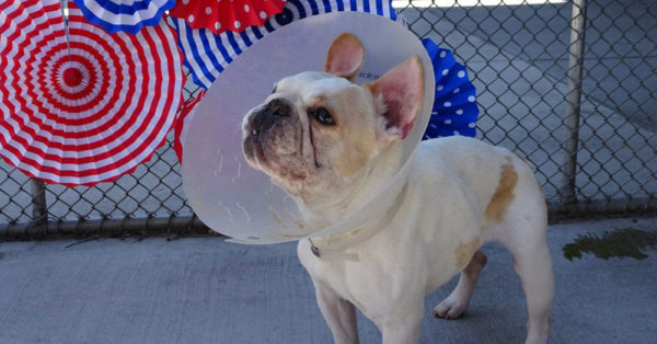 Source: Denver Animal Shelter