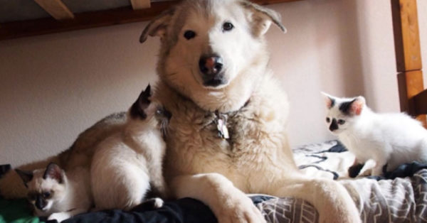 Source: Instagram/florathemalamute
