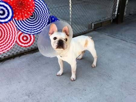Photos courtesy of Denver Animal Shelter Facebook page