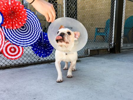 Photos courtesy of Denver Animal Shelter Facebook page