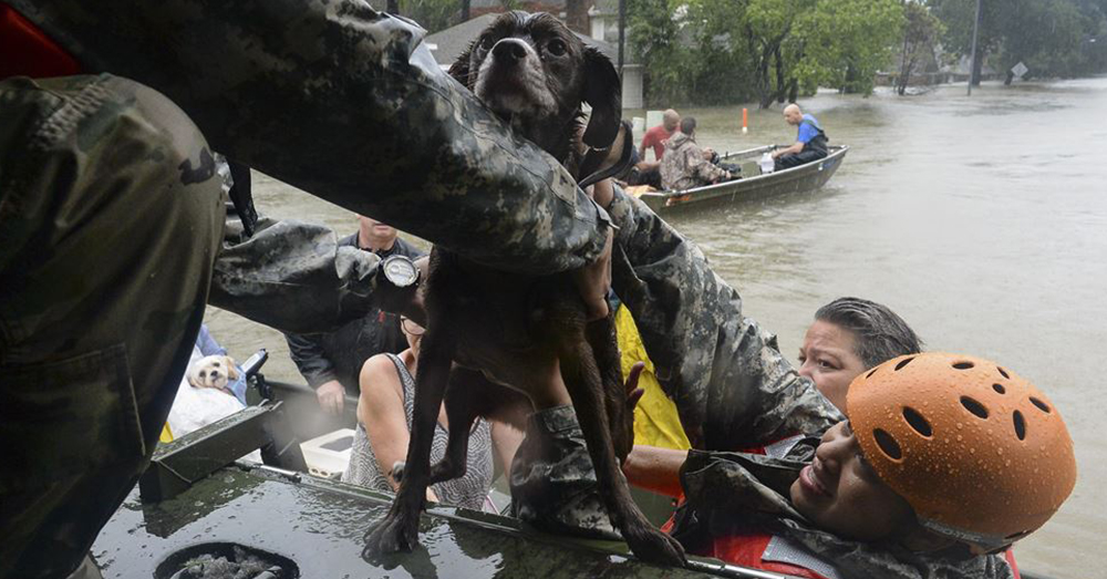 Photo: Army National Guard/Capt. Martha Nigrelle -- Soldiers, first responders and neighbors rescued hundreds of dogs and cats.