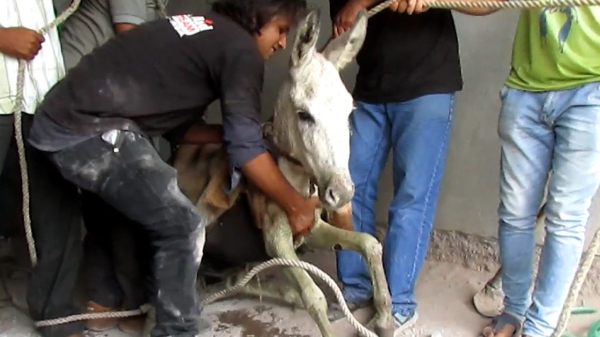 animal aid