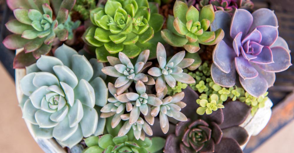 via Adobe Stock