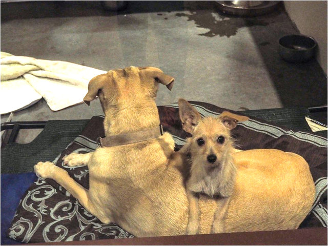 Maricopa County Animal Care & Control (MCACC)