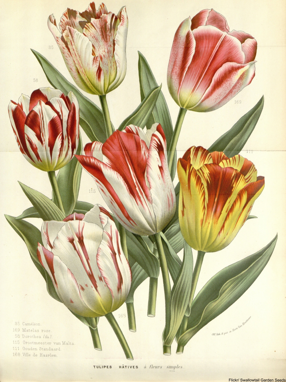 The Dutch Tulip Mania Known As Tulpenwoede