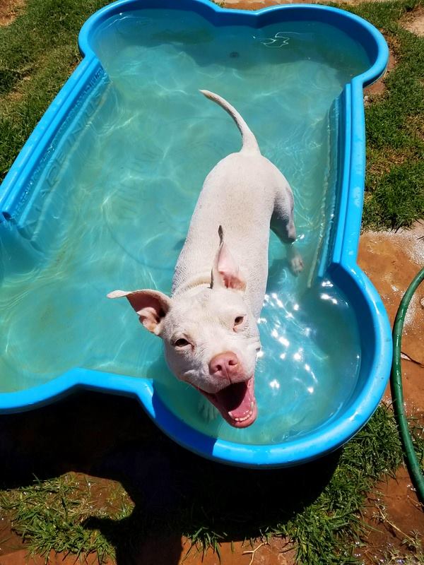 Mayday pit bull rescue