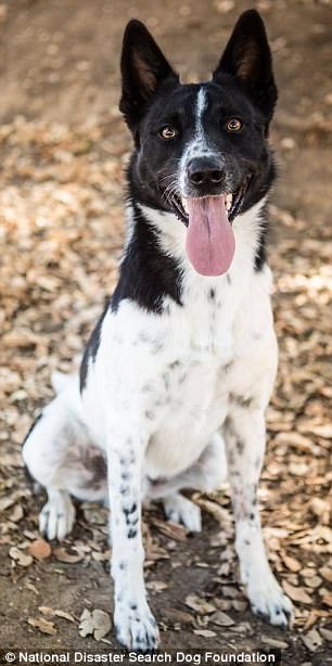National Disaster Search Dog Foundation