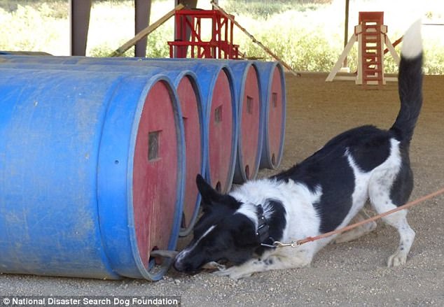 National Disaster Search Dog Foundation