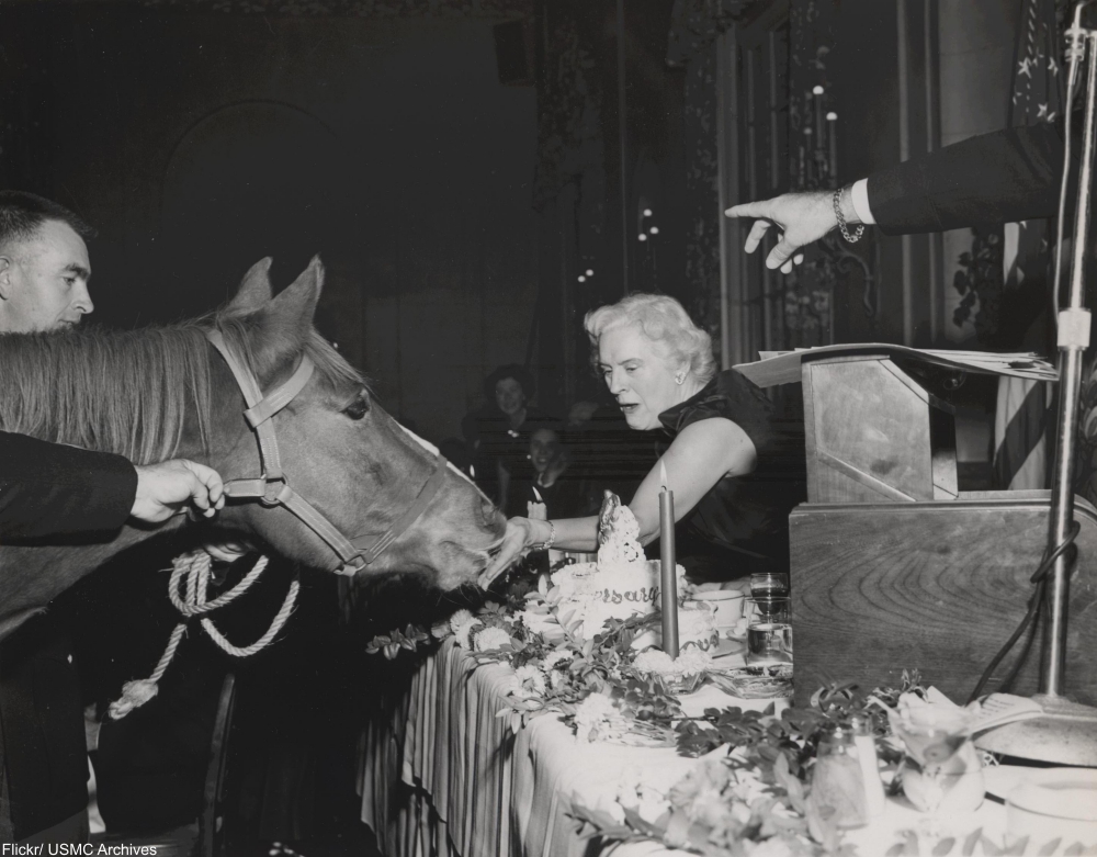 Meet Sergeant Reckless, the Horse Who Was Awarded TWO Purple Hearts
