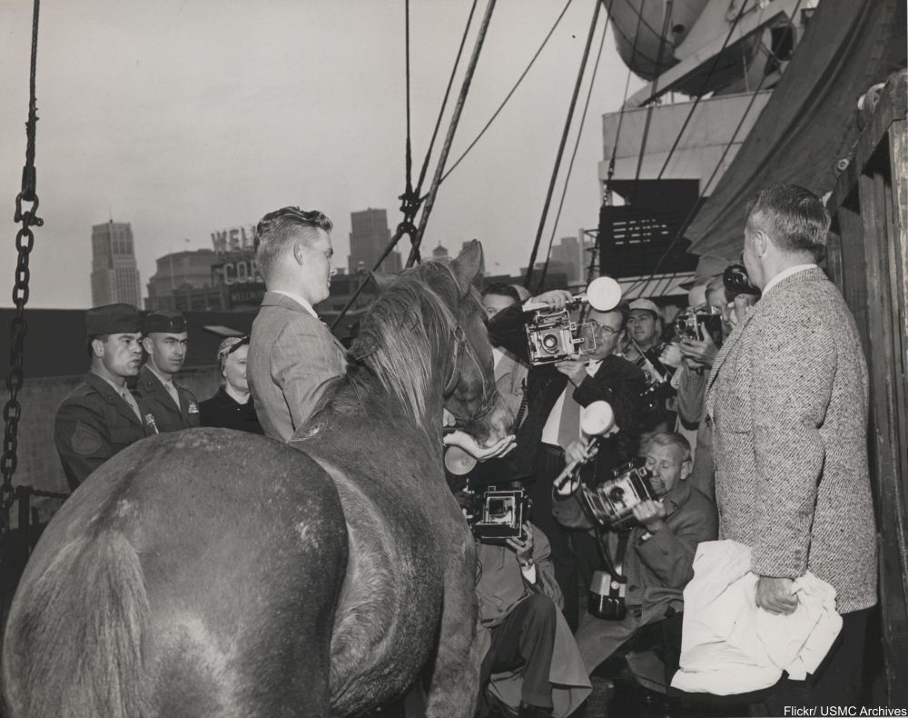 Meet Sergeant Reckless, the Horse Who Was Awarded TWO Purple Hearts