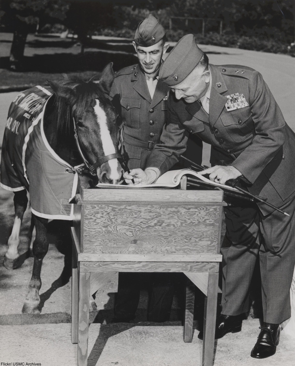 Meet Sergeant Reckless, the Horse Who Was Awarded TWO Purple Hearts