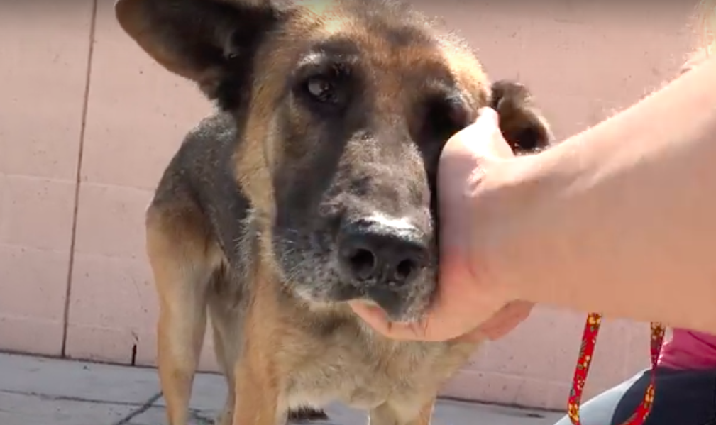 hope for paws
