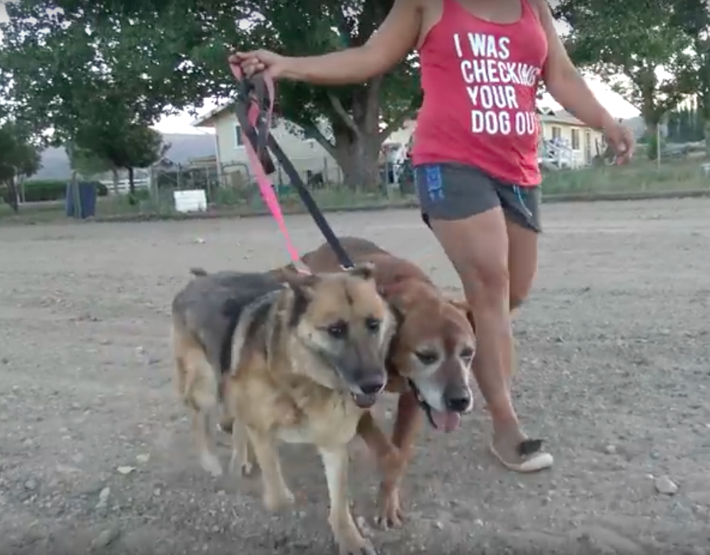 hope for paws