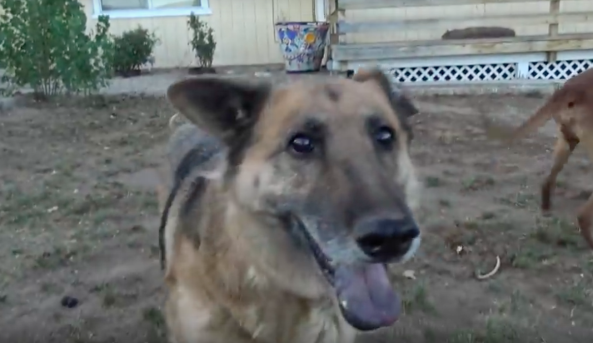 hope for paws