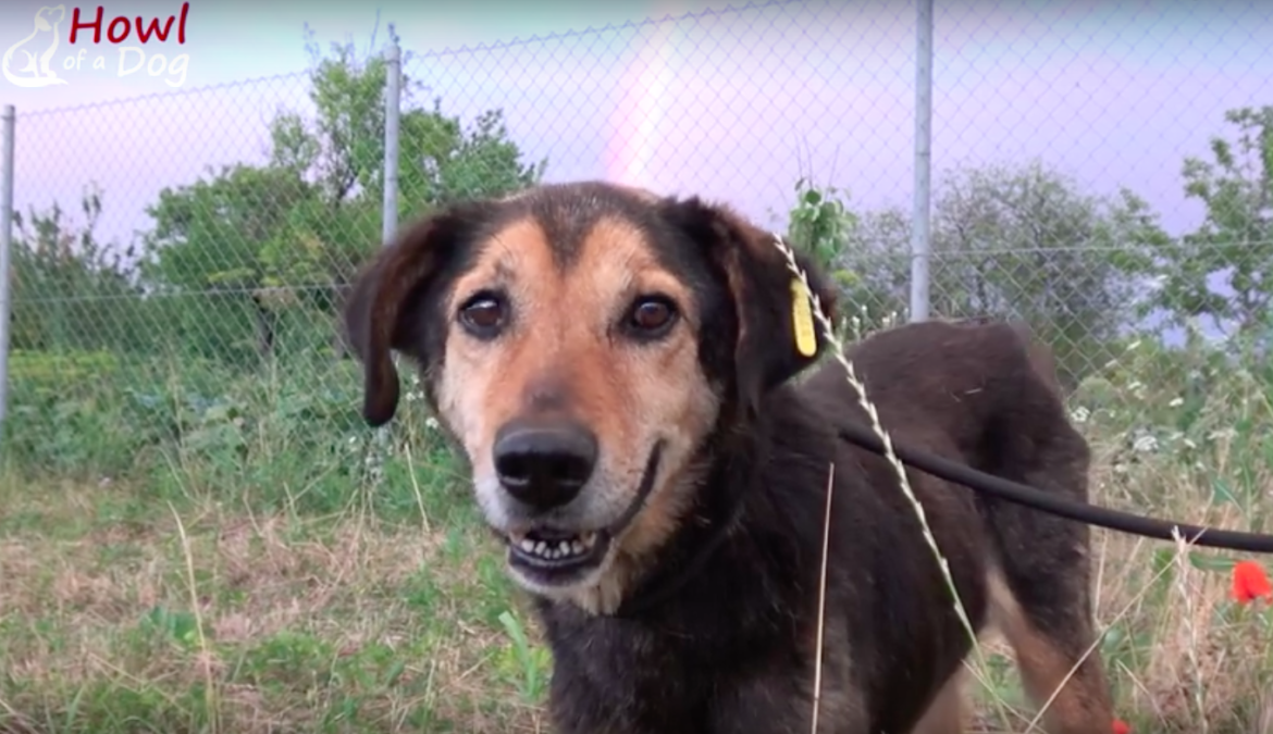 howl of a dog