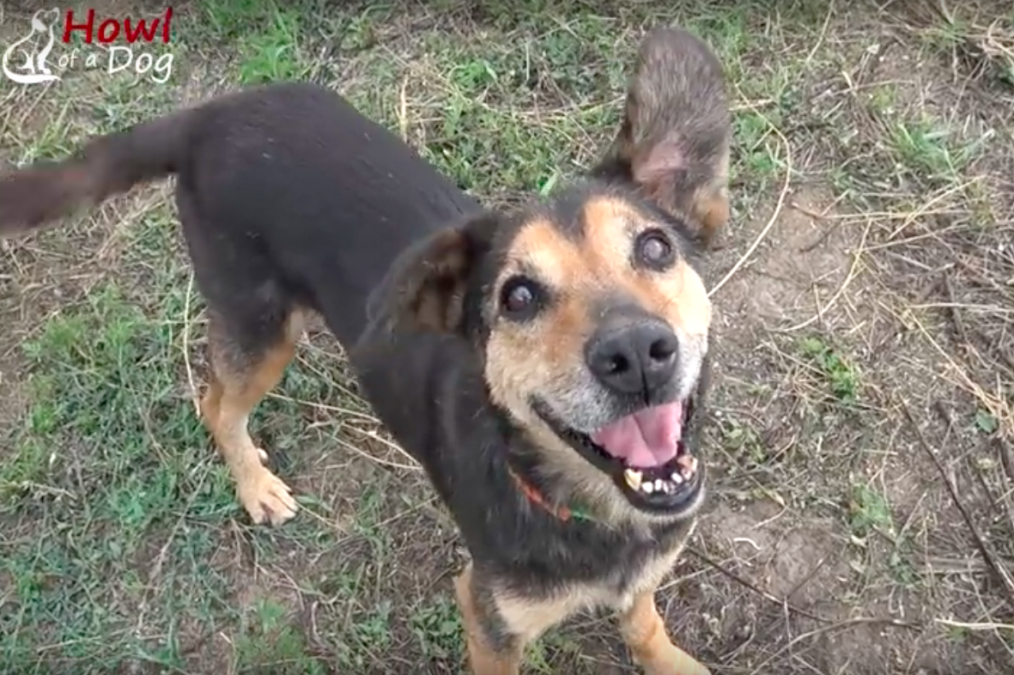 howl of a dog