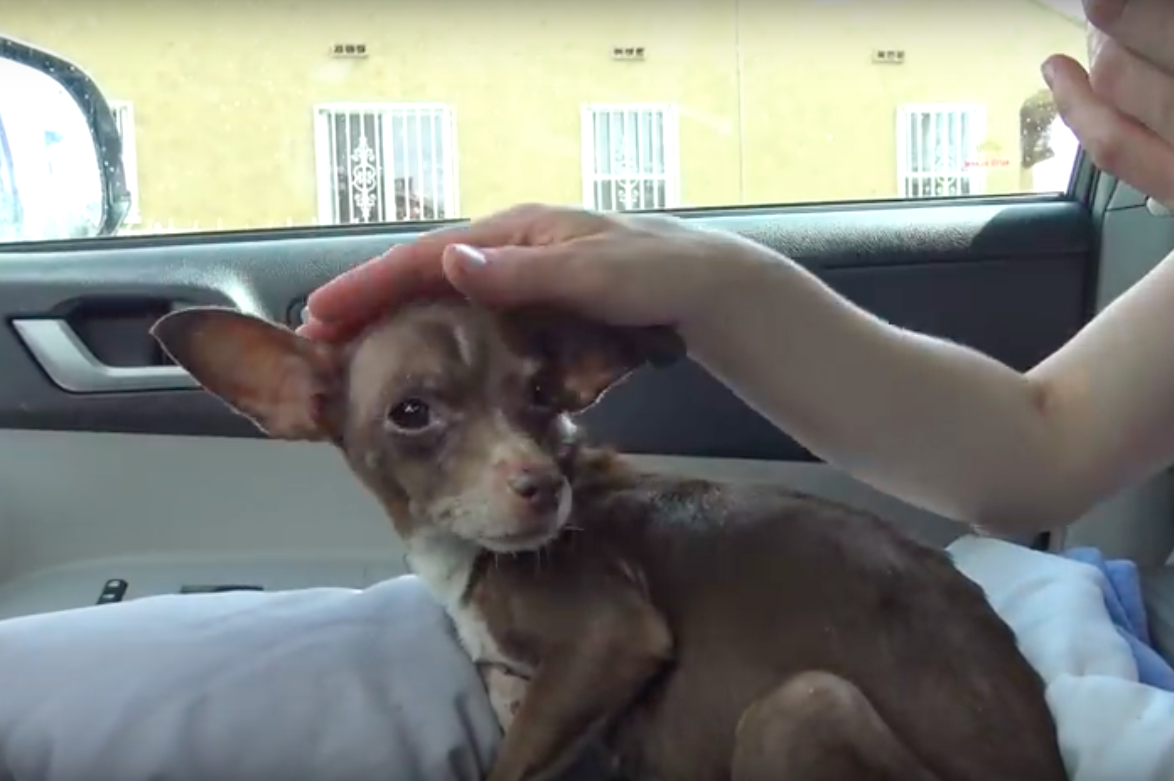 hope for paws