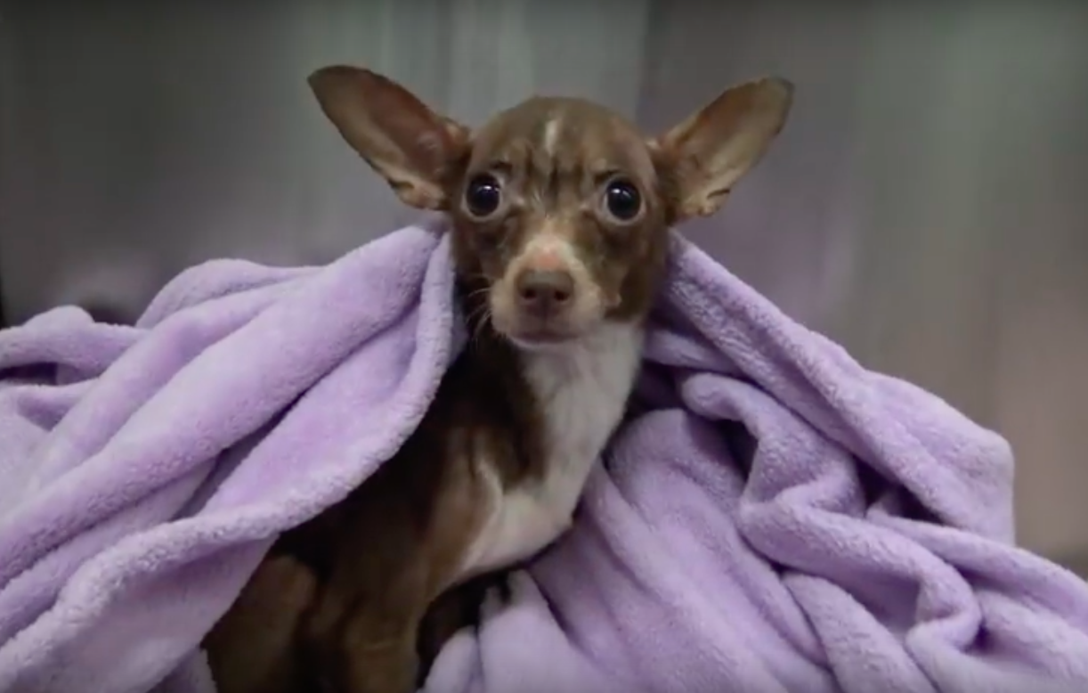 hope for paws