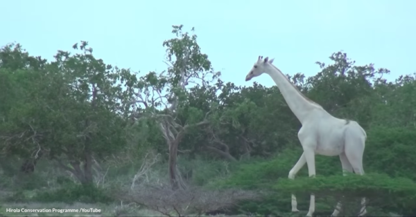 YouTube - Hirola Conservation Programme