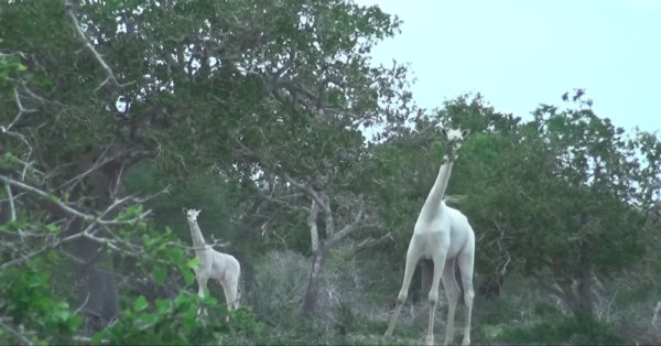 YouTube - Hirola Conservation