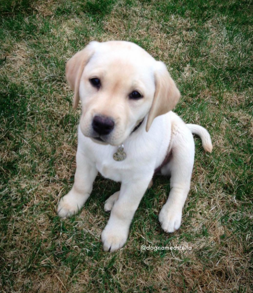 facebook/dognamedstella