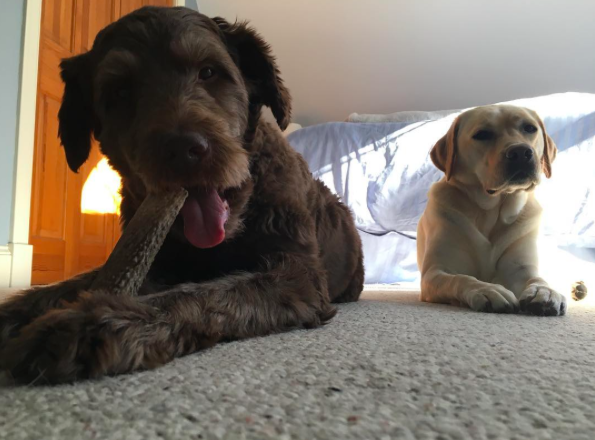 Instagram/dognamedstella