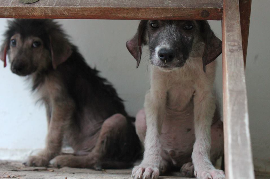 the orphan pet