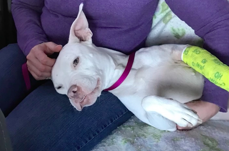 Mayday pit bull rescue