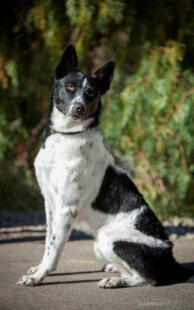 National Disaster Search Dog Foundation