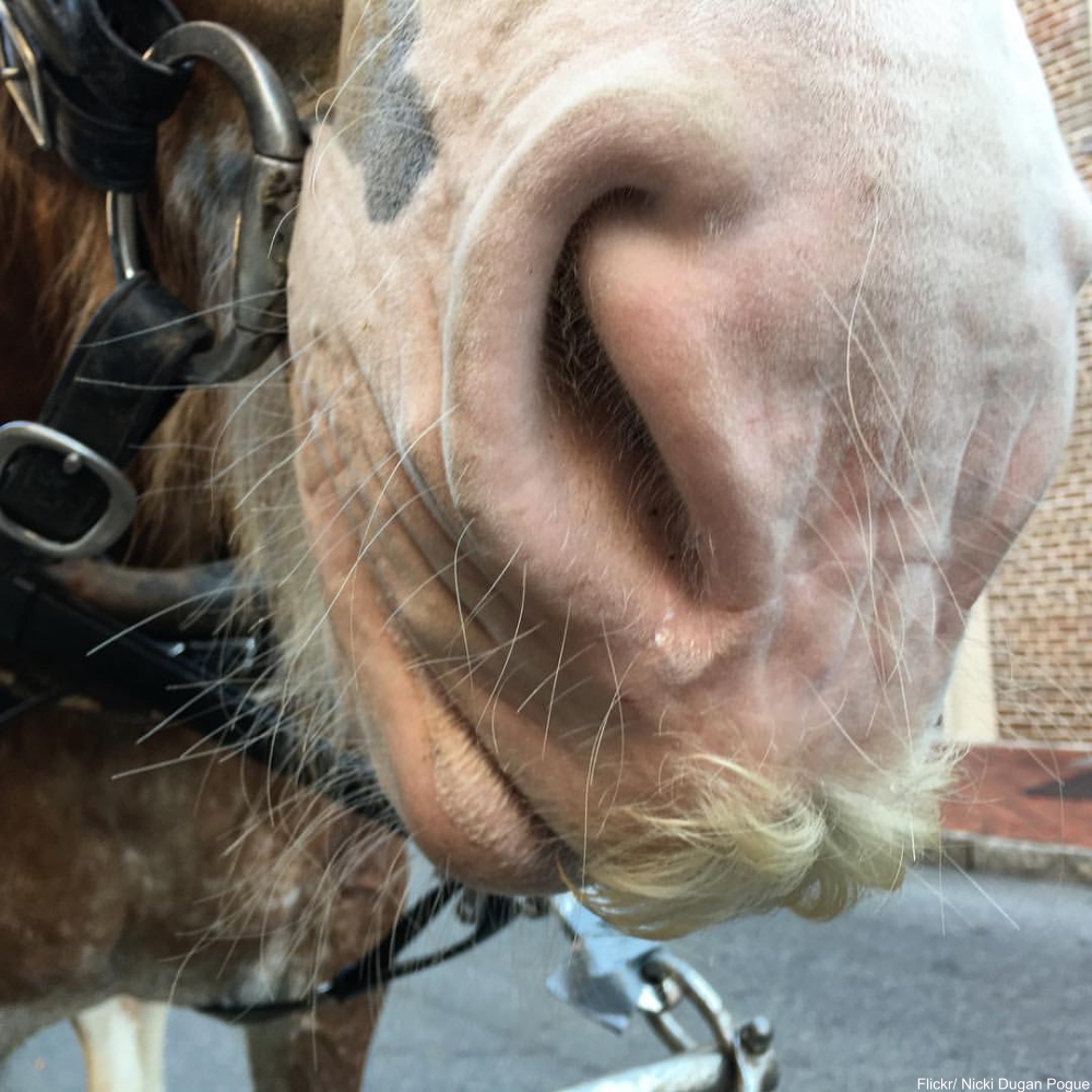 Animal Facts That Will Instantly Put a Smile on Your Face