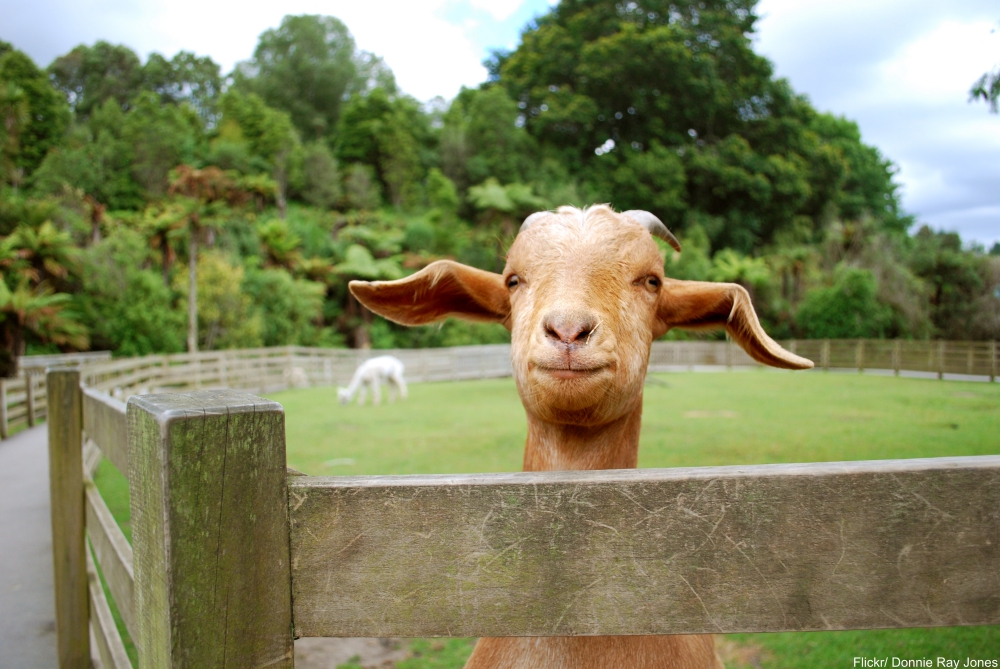 Animal Facts That Will Instantly Put a Smile on Your Face