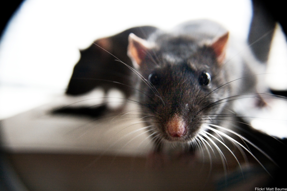 Animal Facts That Will Instantly Put a Smile on Your Face
