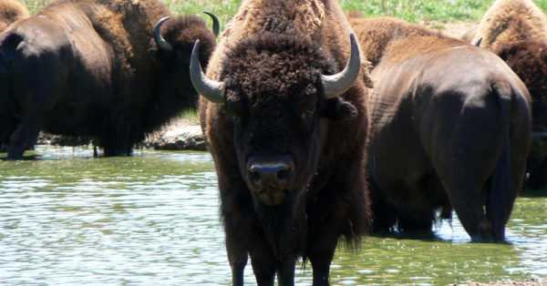 Source: Wikimedia Commons