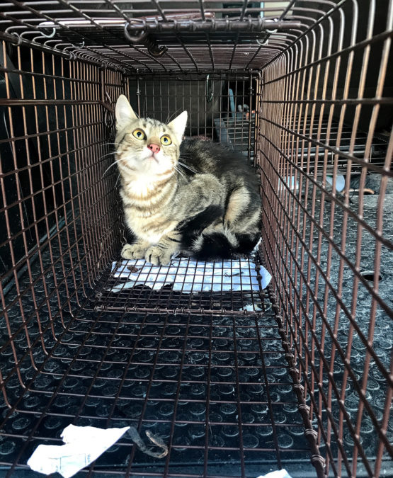 Ashley Valley Community Cats