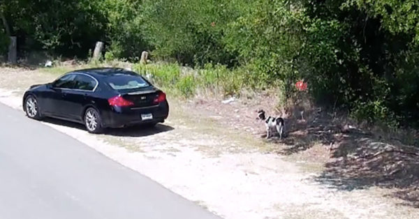 Source: Facebook/SPCA of Texas Spears was charged with animal cruelty after turning himself in on Sept. 11.