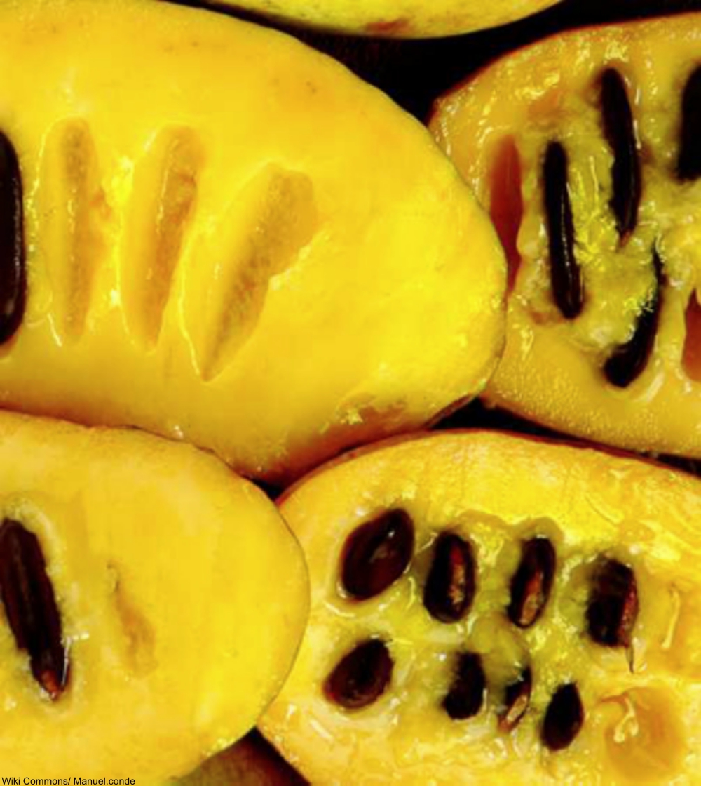 7 Poisonous Foods Humans Cannot Seem to Stop Eating