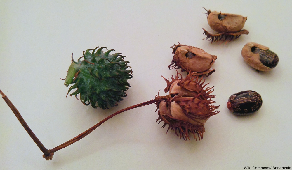 7 Poisonous Foods Humans Cannot Seem to Stop Eating