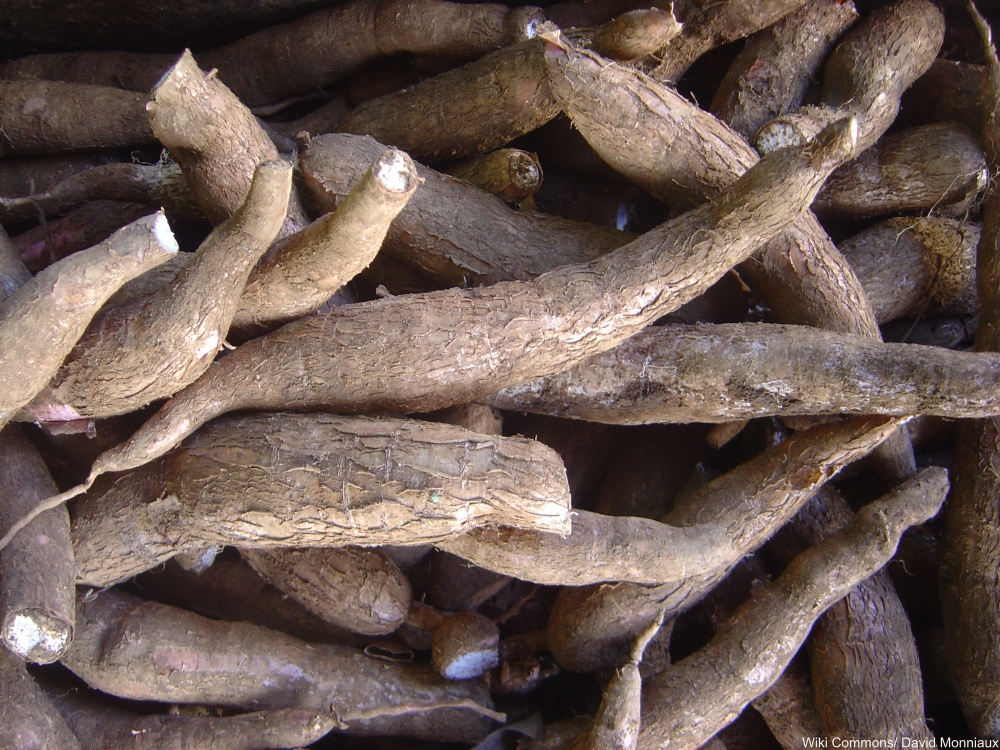 7 Poisonous Foods Humans Cannot Seem to Stop Eating