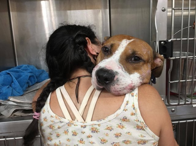 LifeLine Animal Project