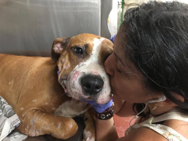 LifeLine Animal Project