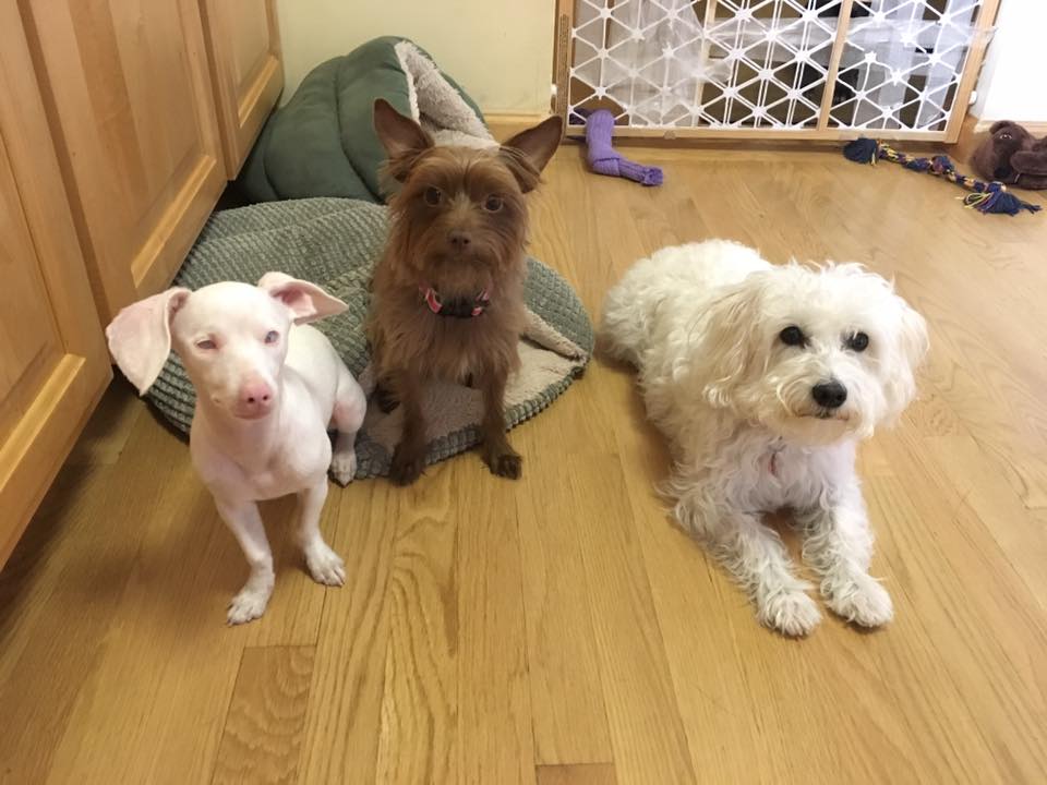 facebook/Piglet, the deaf blind pink puppy