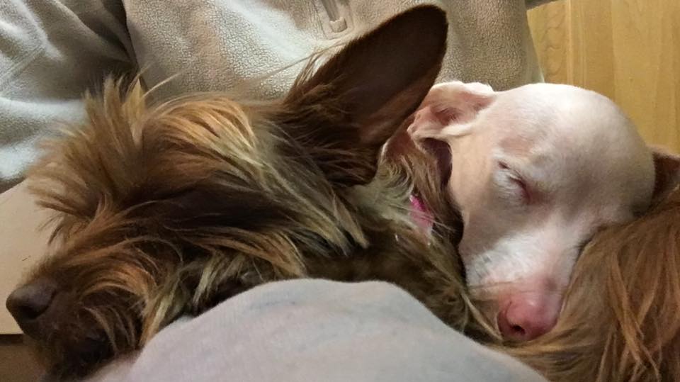 facebook/Piglet, the deaf blind pink puppy