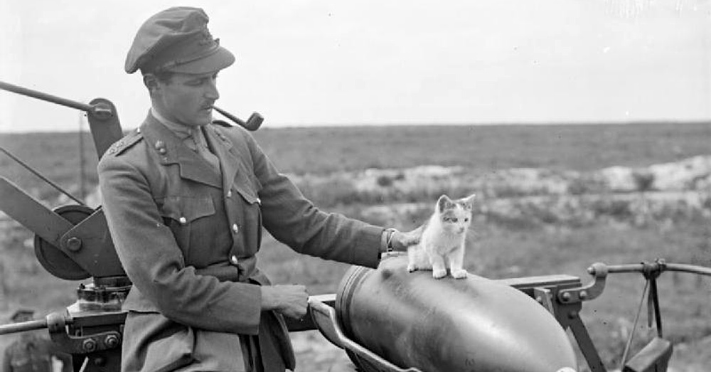 Cat1_1000x523